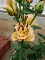 [5502 PO02 AricotFudge No02.JPG]